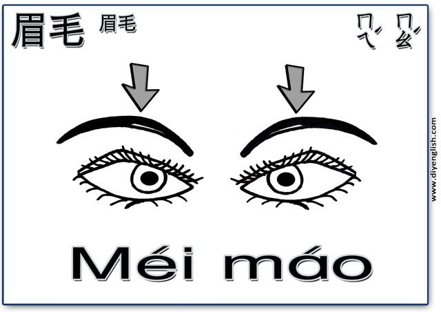 eyebrows – Chinese & Pinyin flashcard
