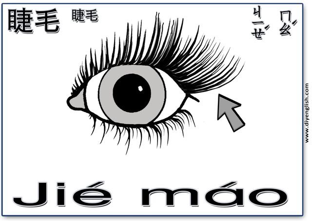 eyelashes – Chinese & Pinyin flashcard