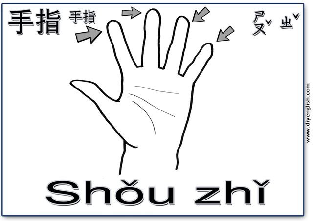 fingers – Chinese & Pinyin flashcard