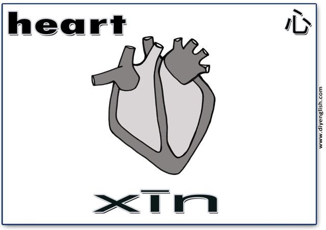 heart – Chinese & Pinyin flashcard