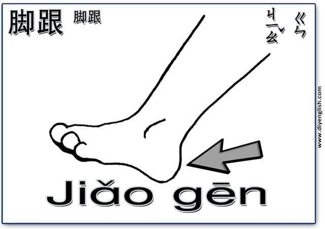 heel – Chinese & Pinyin flashcard