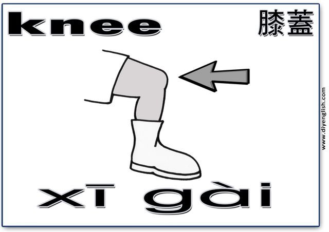knee – Chinese & Pinyin flashcard