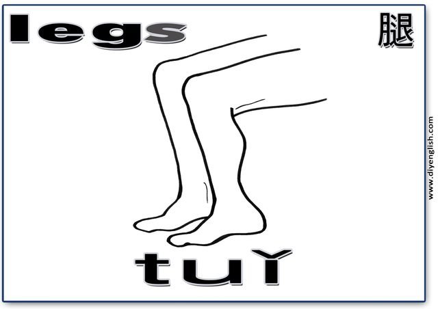 legs – Chinese & Pinyin flashcard
