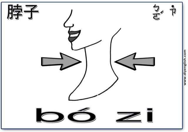 neck – Chinese & Pinyin flashcard
