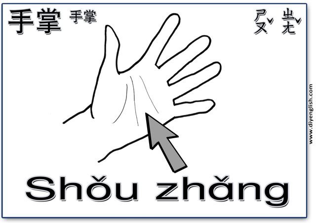 palm – Chinese & Pinyin flashcard