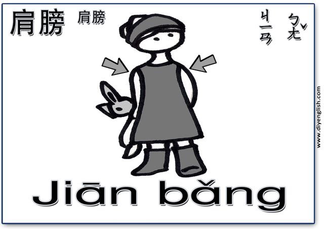 shoulder – Chinese & Pinyin flashcard
