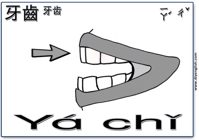 teeth – Chinese & Pinyin flashcard