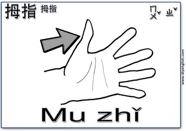 thumb – Chinese & Pinyin flashcard