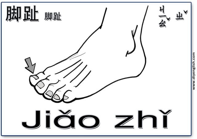 toes – Chinese & Pinyin flashcard