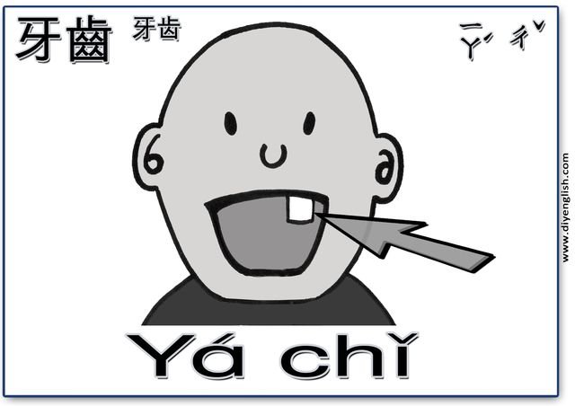 tooth – Chinese & Pinyin flashcard