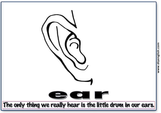 ear – Word & fun-fact sentence flashcard
