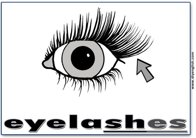 eyelashes – Word & fun-fact sentence flashcard