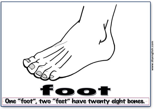 foot – Word & fun-fact sentence flashcard