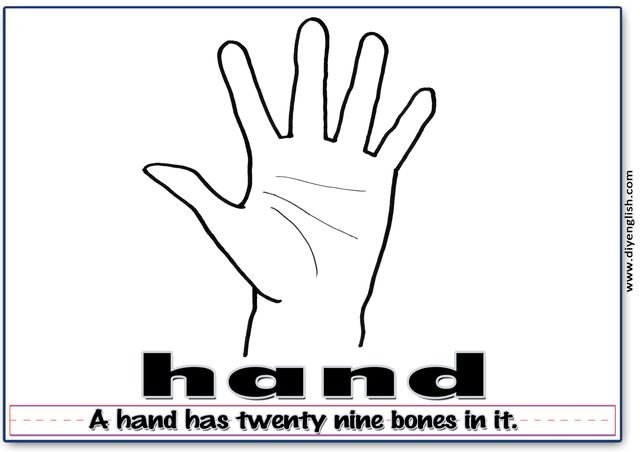 hand – Word & fun-fact sentence flashcard