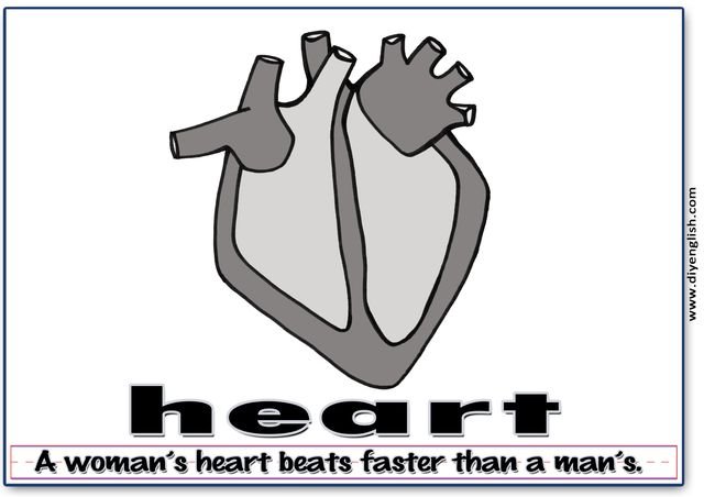 heart – Word & fun-fact sentence flashcard