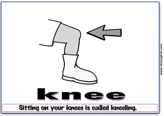 knee – Word & fun-fact sentence flashcard