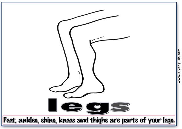 legs – Word & fun-fact sentence flashcard