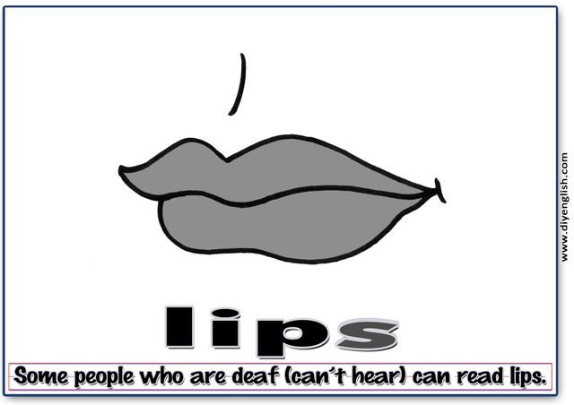 lips – Word & fun-fact sentence flashcard