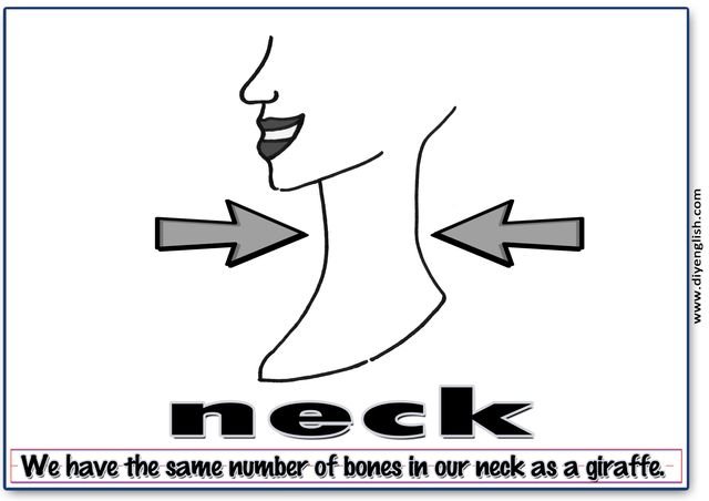 neck – Word & fun-fact sentence flashcard