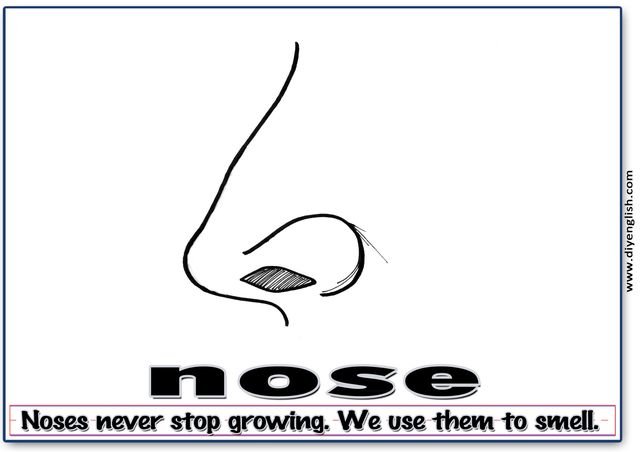 nose – Word & fun-fact sentence flashcard