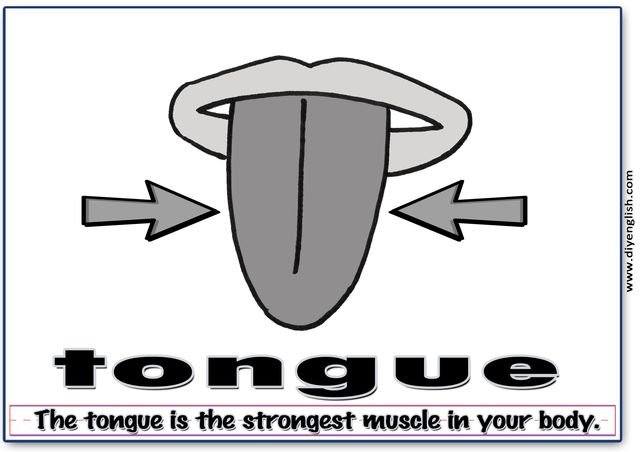 tongue – Word & fun-fact sentence flashcard