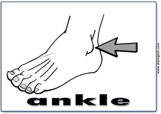 ankle – English word flashcard