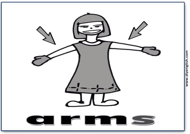 arms – English word flashcard