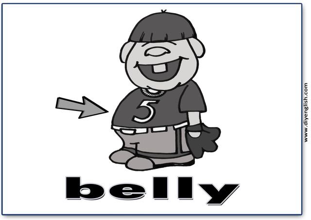 belly – English word flashcard