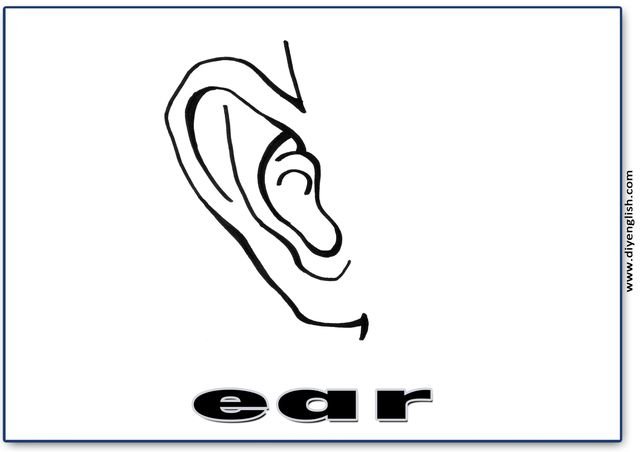 ear – English word flashcard