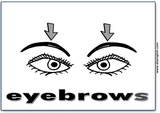 eyebrows – English word flashcard