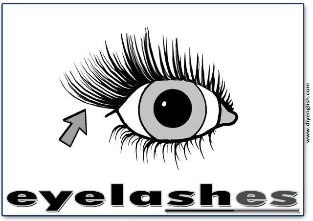 eyelashes – English word flashcard