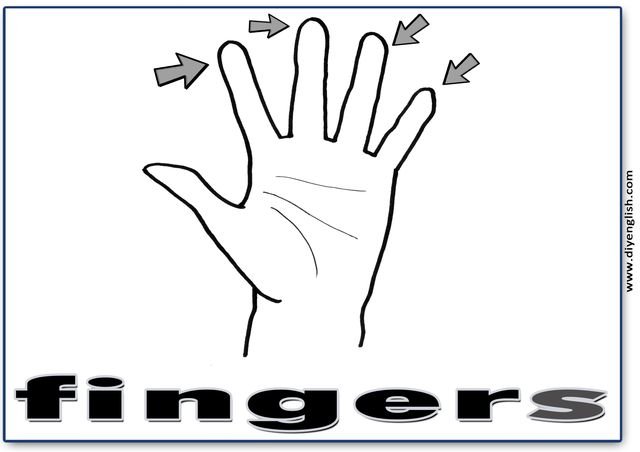 fingers – English word flashcard