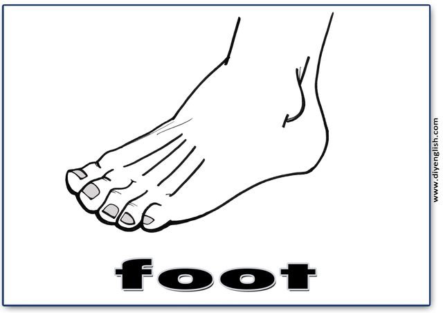 foot – English word flashcard