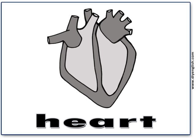 heart – English word flashcard