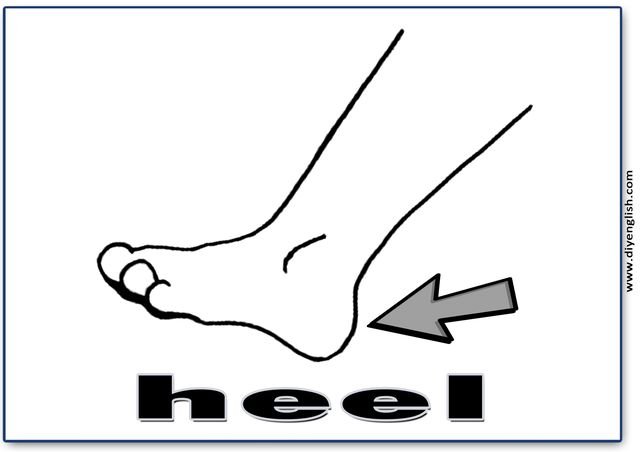 heel – English word flashcard