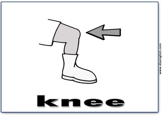 knee – English word flashcard