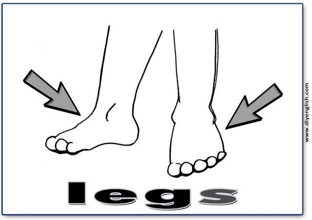 legs – English word flashcard