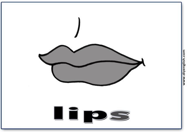 lips – English word flashcard