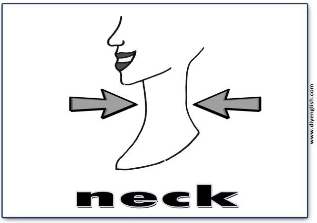 neck – English word flashcard