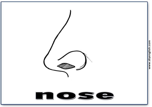 nose – English word flashcard