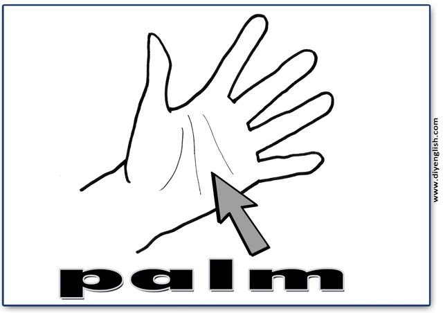 palm – English word flashcard