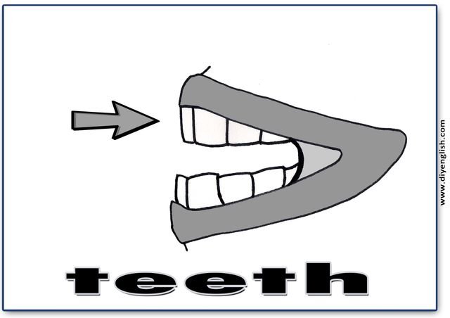 teeth – English word flashcard