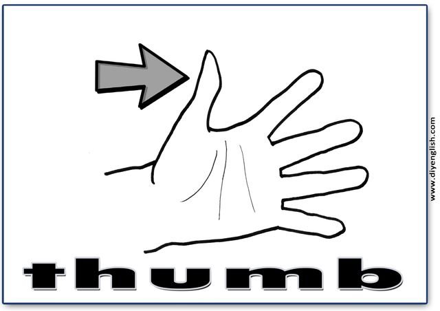 thumb – English word flashcard