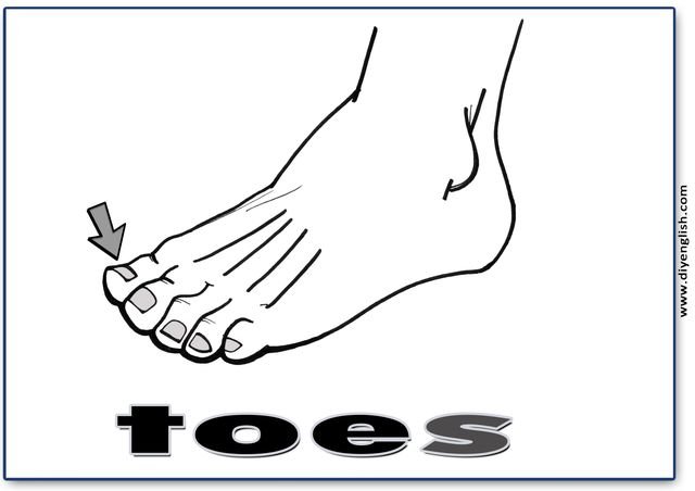 toes – English word flashcard