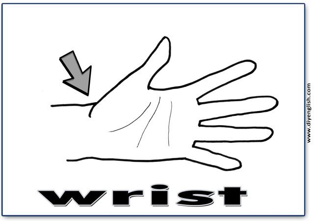 wrist – English word flashcard