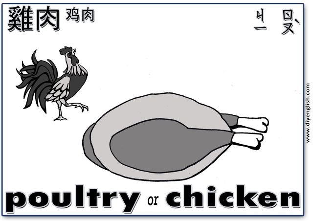 poultry – Chinese & English flashcard