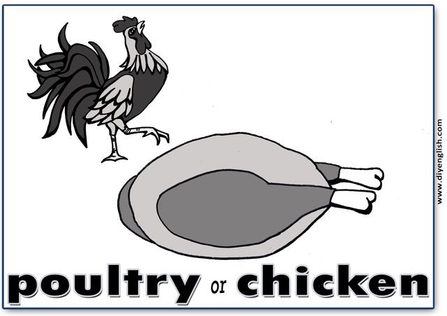 poultry – English word flashcard