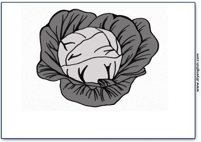 cabbage – Blank – colour & write flashcard