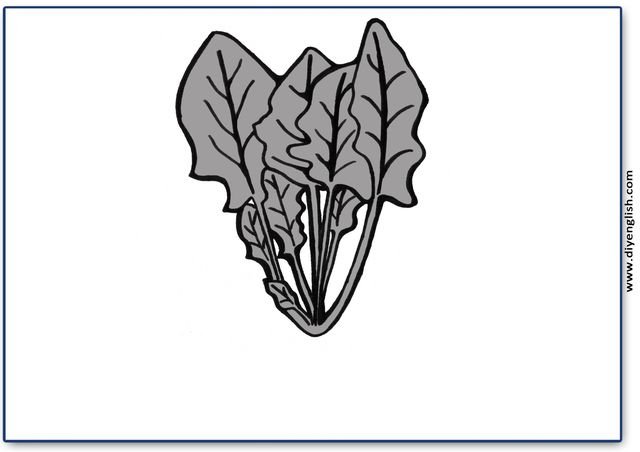 spinach – Blank – colour & write flashcard