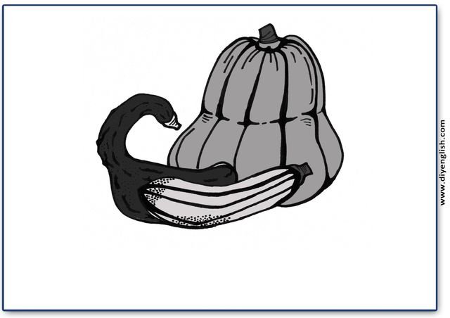 squash – Blank – colour & write flashcard